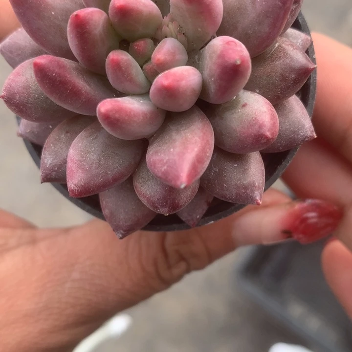 虞美人。（满9.99包邮不满9.99发空盆）