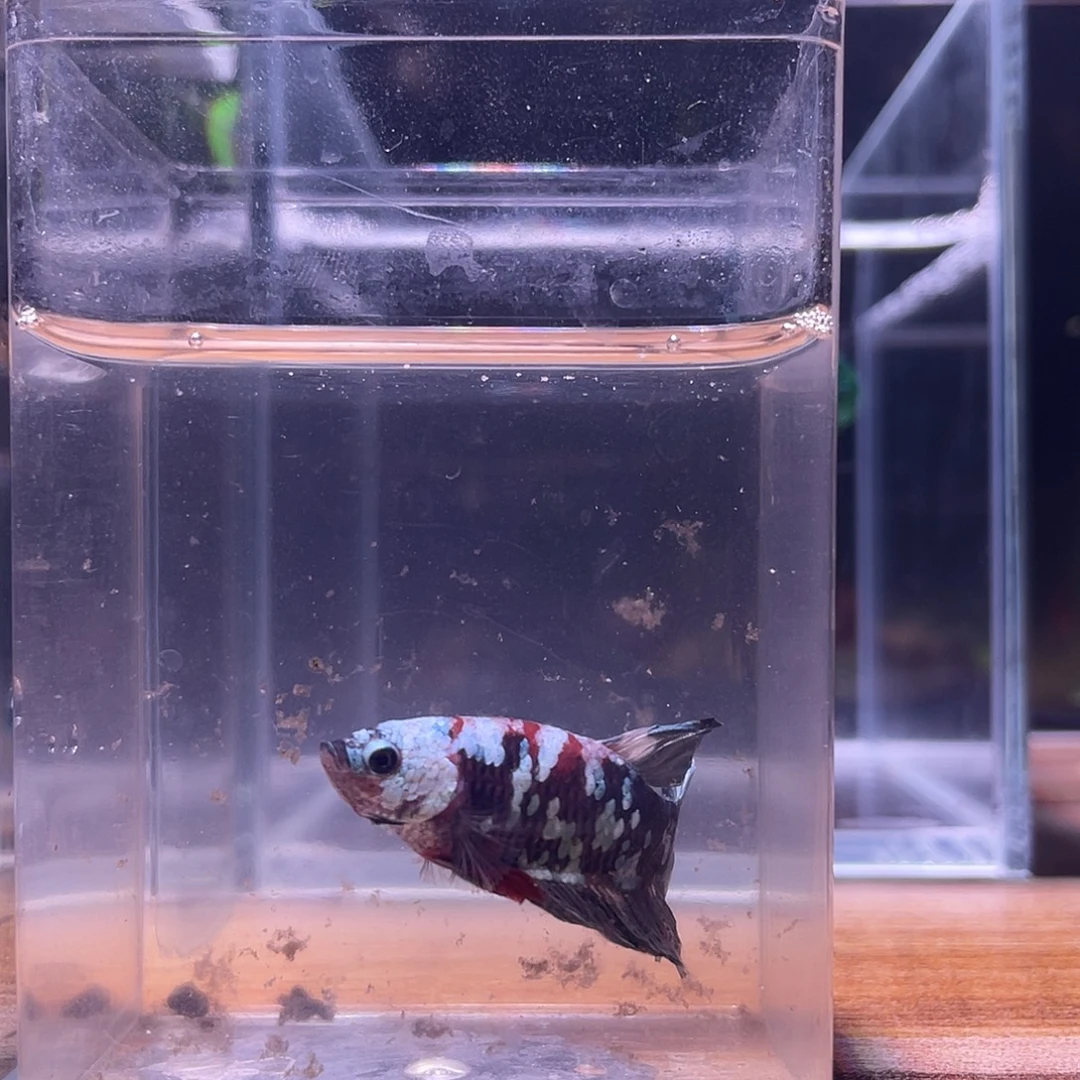 斗鱼可博泰斗092534