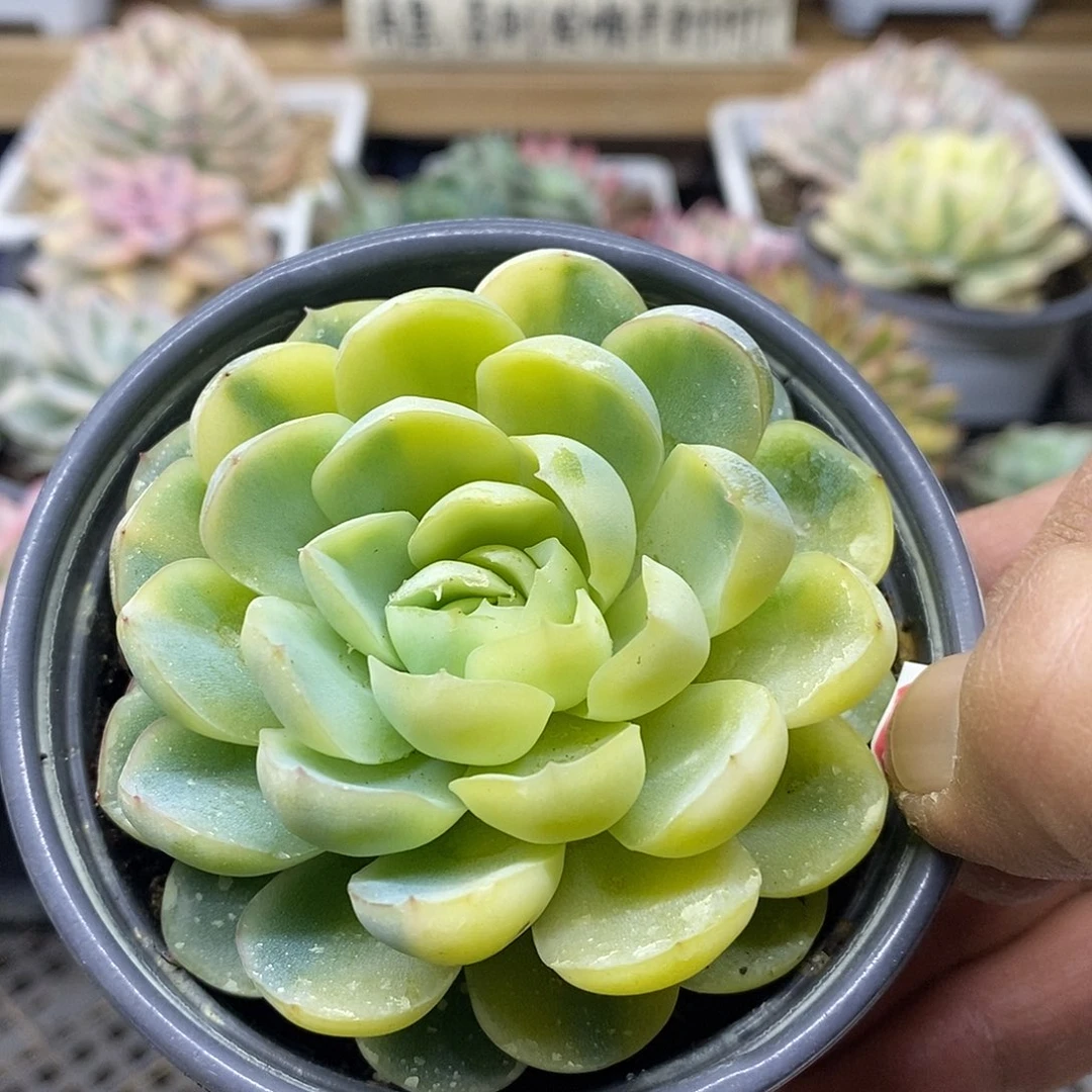 0912 贝瑞花脸锦 需延时发货