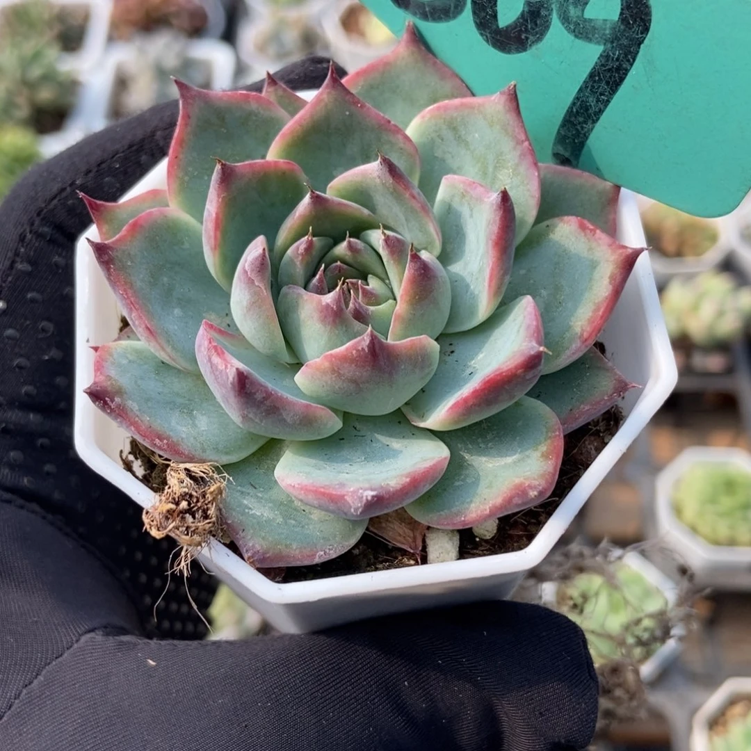 809惊鸿仙子多肉植物保护