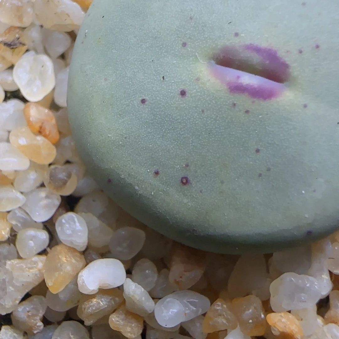 多肉植物大型嘟嘟嘴23号