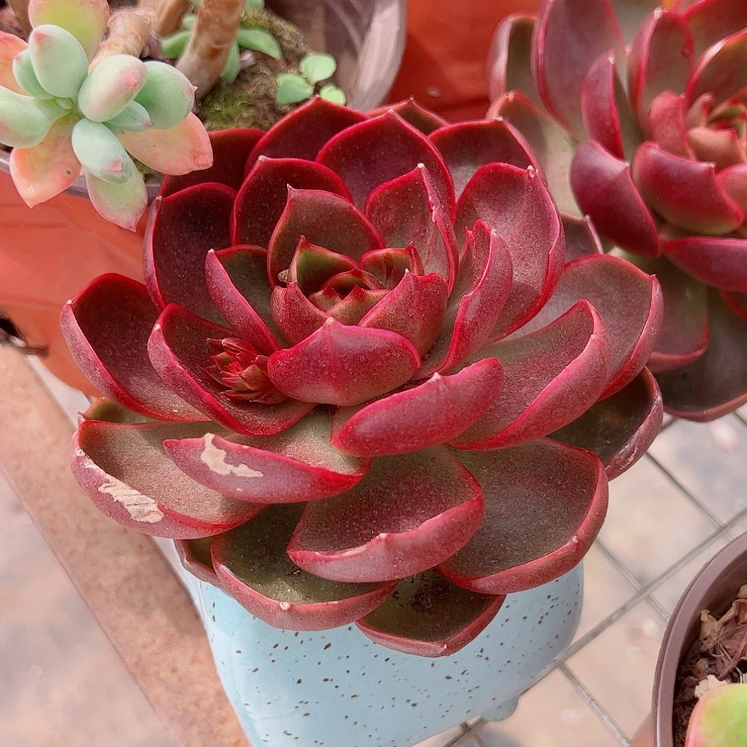 红灯大单头精品特价