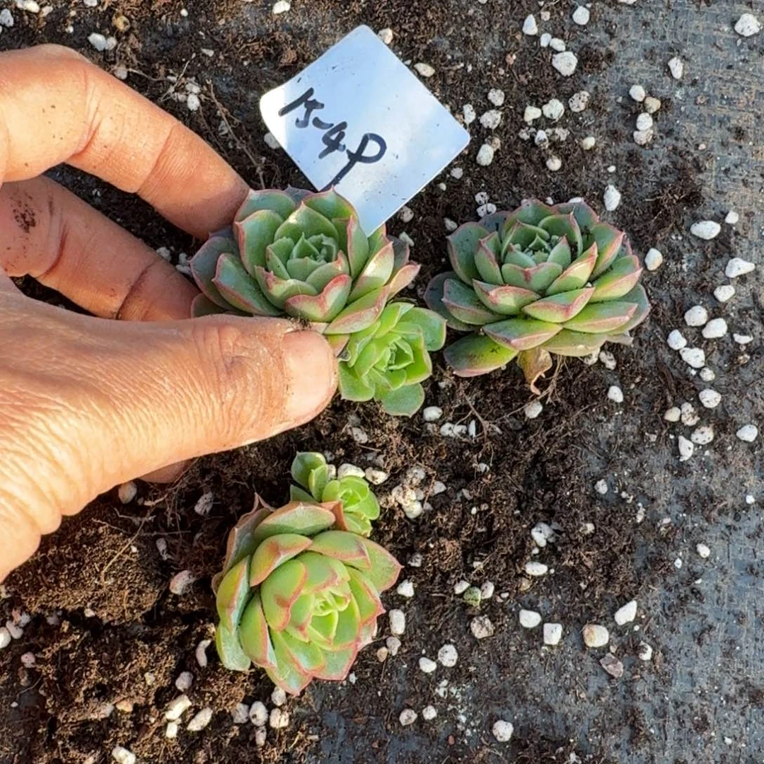 15-49罗西马瘤子三颗量拍