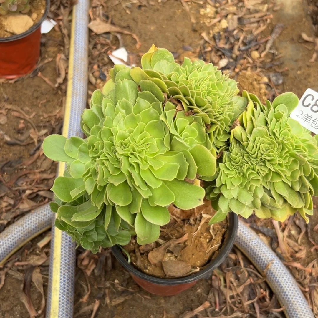 801多肉  绿羊绒缀不包断头