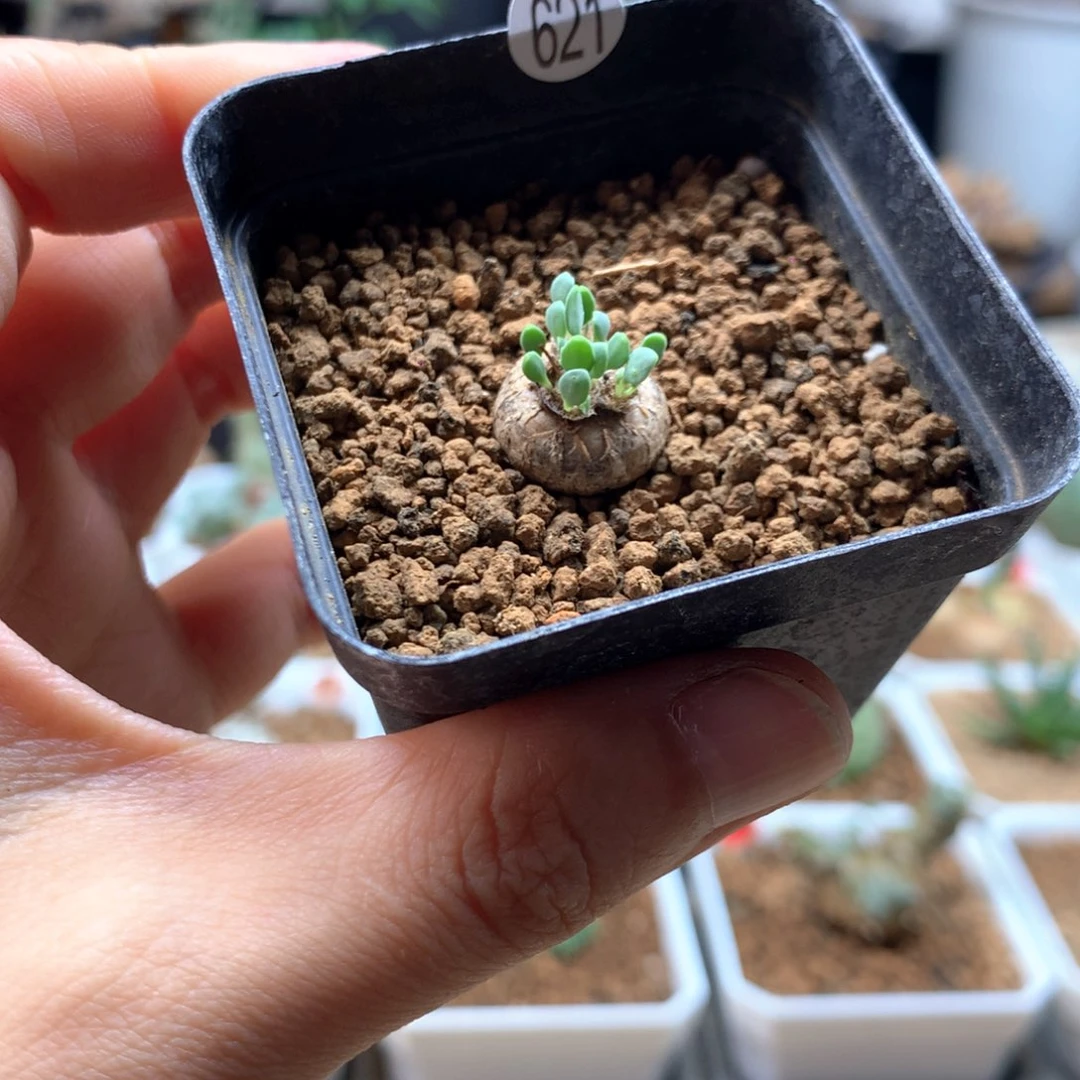 熔岩格加厚敦菊1.2cm