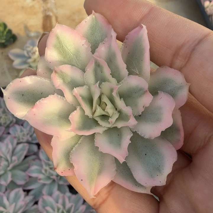 紫蝴蝶锦 主头无根多肉锦
