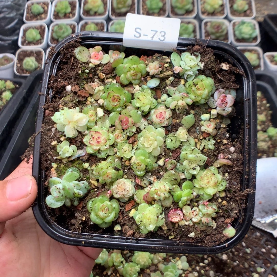 无花朵S73英语英语