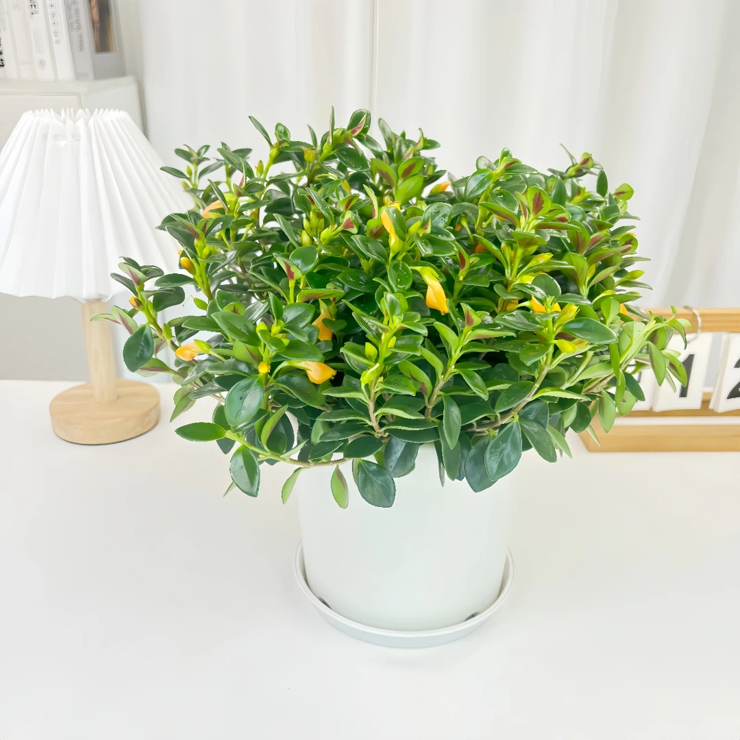 金鱼花吊兰垂吊植物室内盆栽开花花卉室内植物客厅阳台好养活绿植