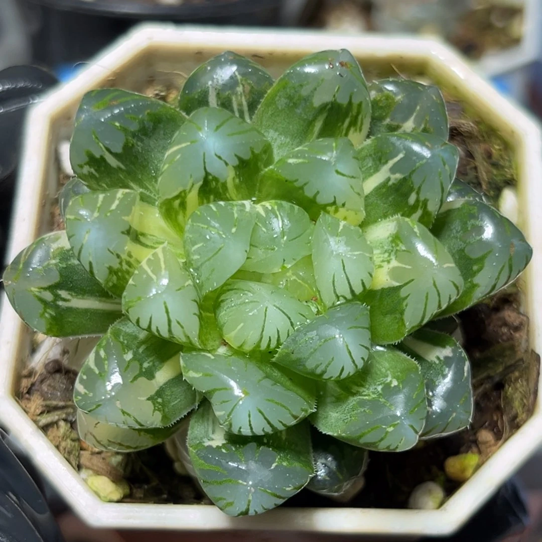 用****3恭喜发财大吉大利852