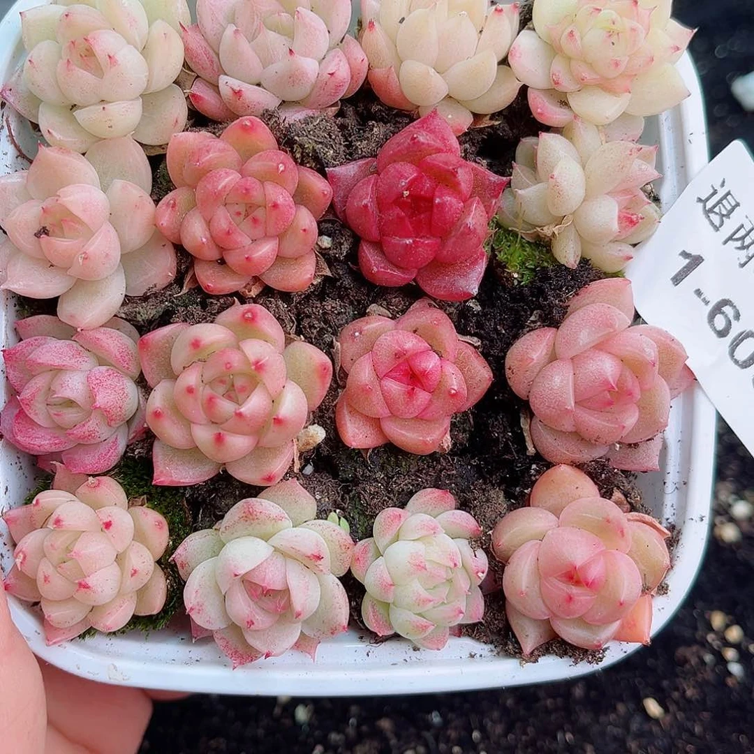 1-609 新疆西藏内蒙不发零度拍保温箱不拍不包损