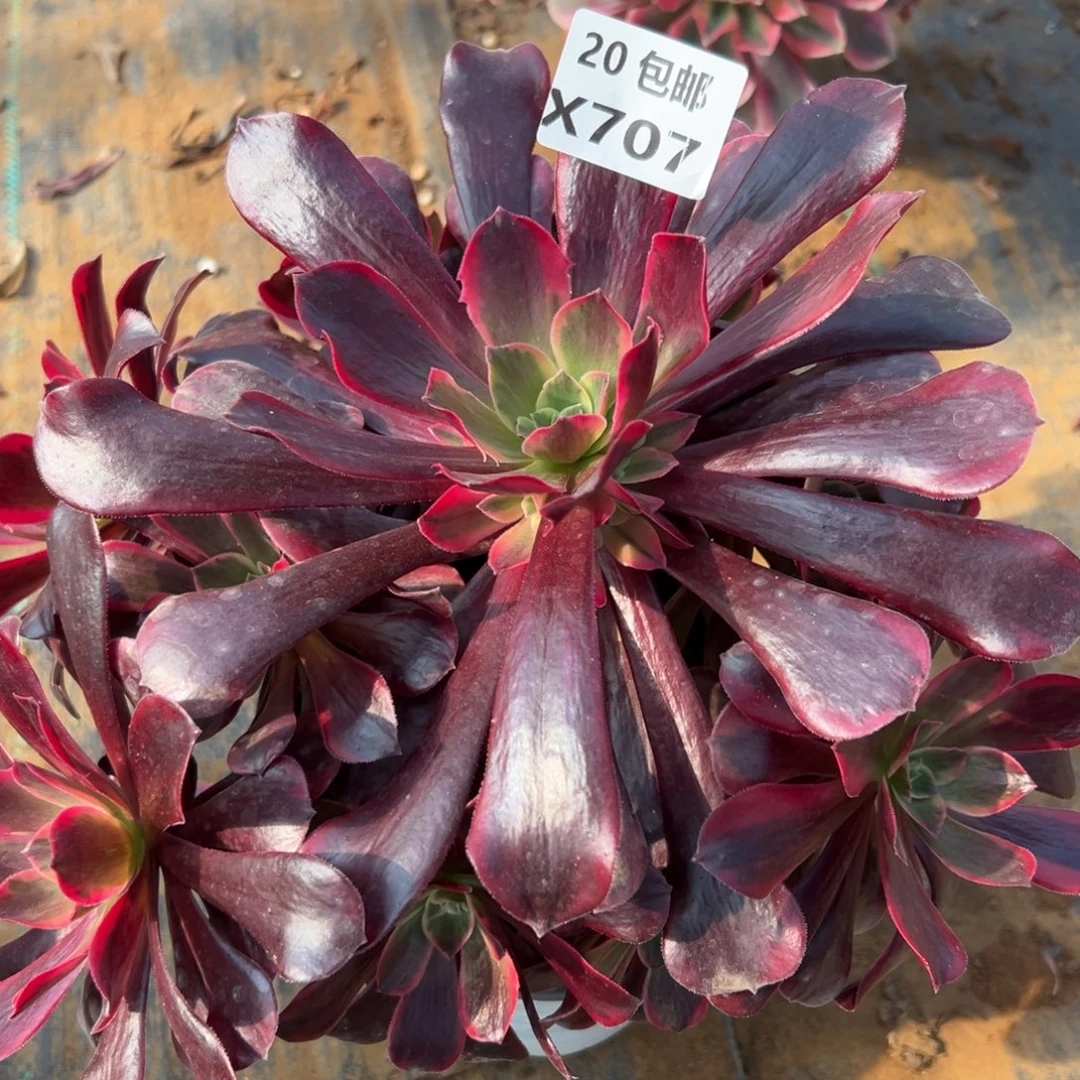 707凤冠，满20包邮嘟叮熊