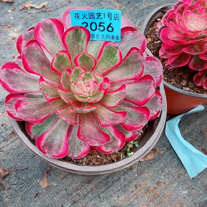 孔雀翎2056多肉植物