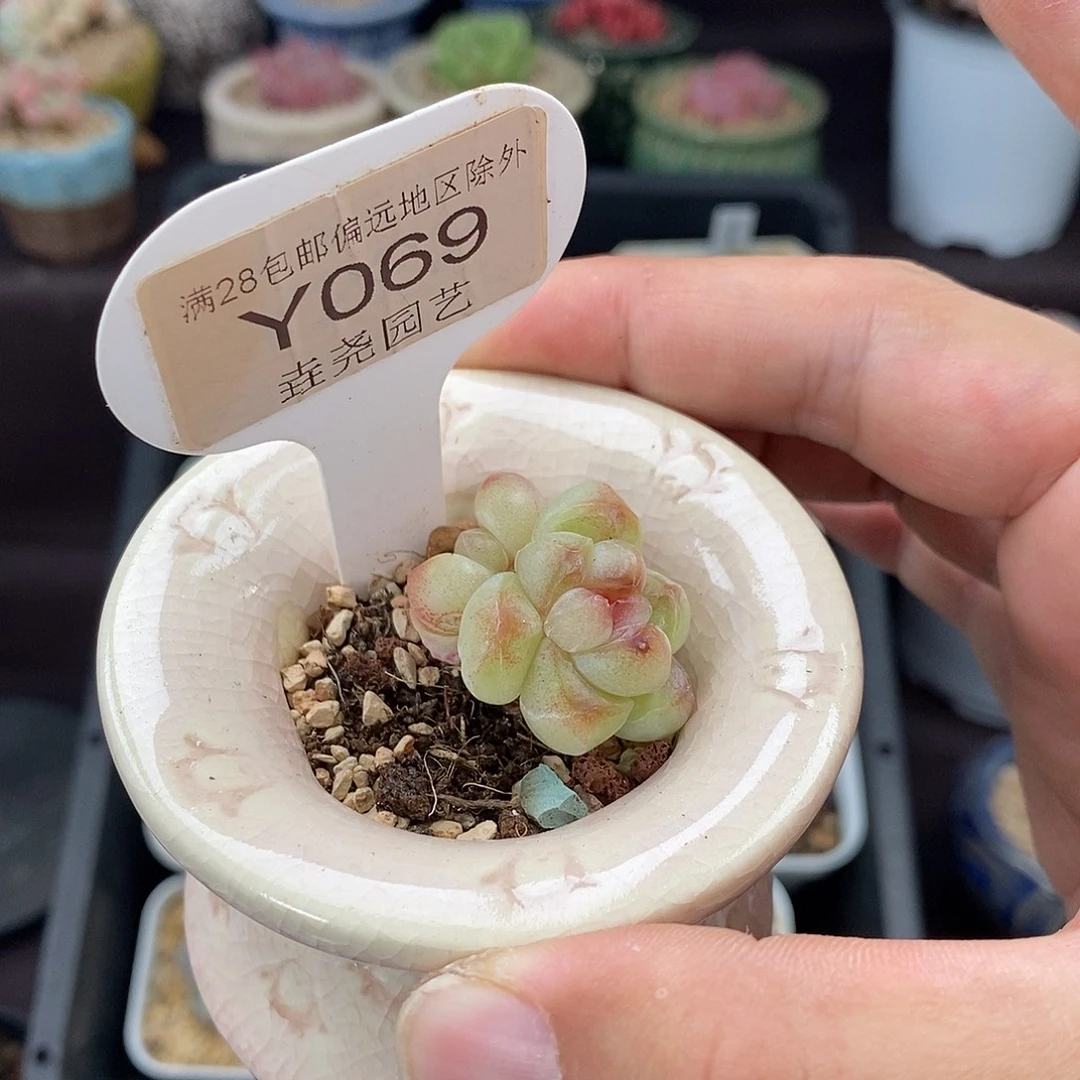 五****0069 溏心冰玉 2.5cm
