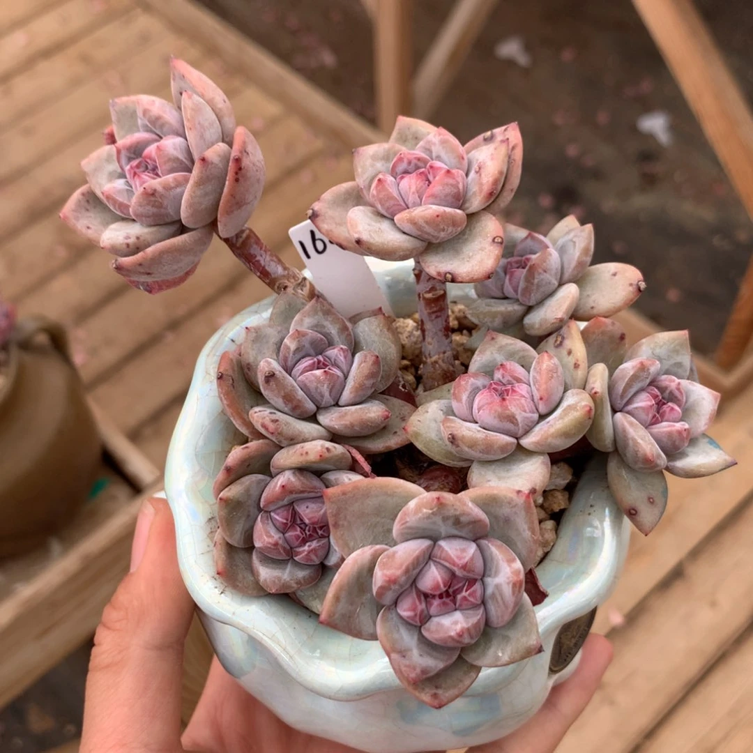 A1855 星影 小树 12cm