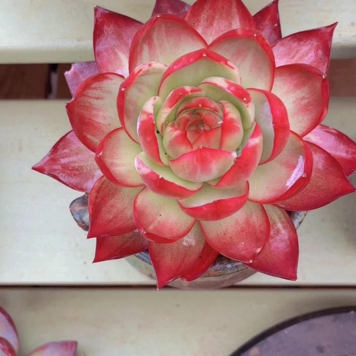 惊鸿仙子一物一拍