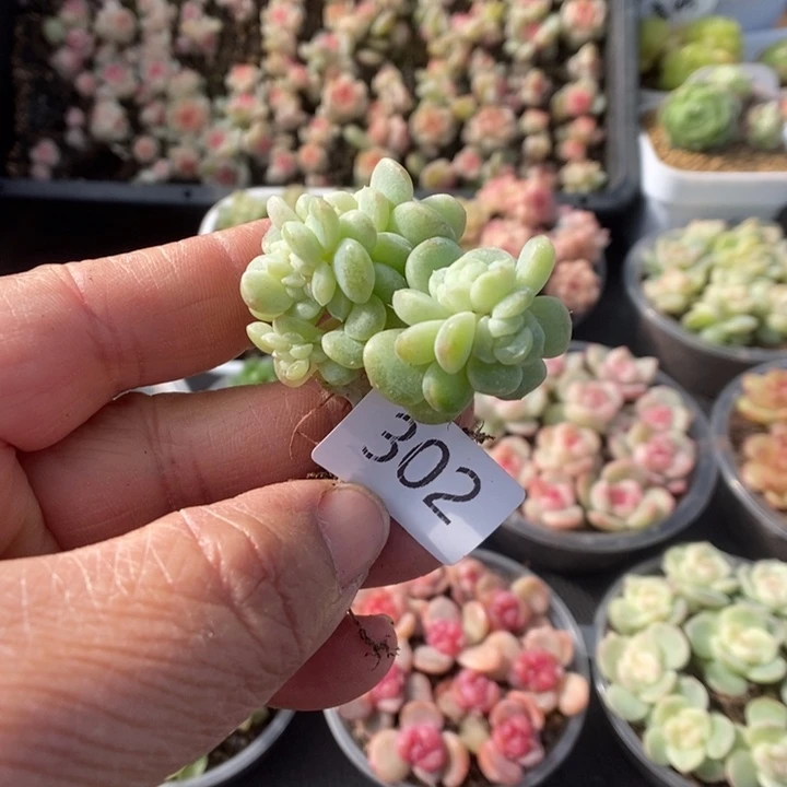 一物一拍一物一拍1125-302