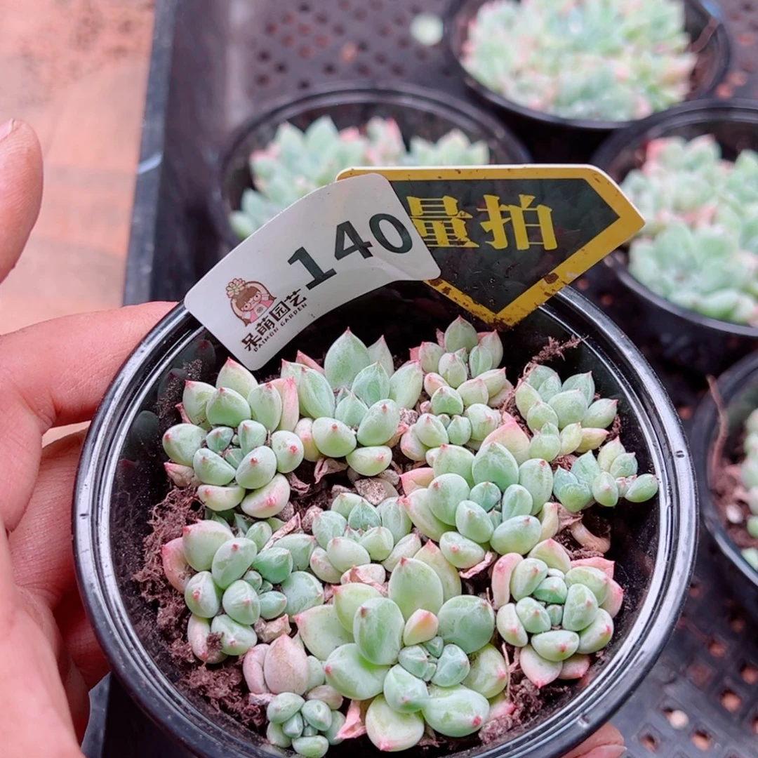 多肉植物多肉植物