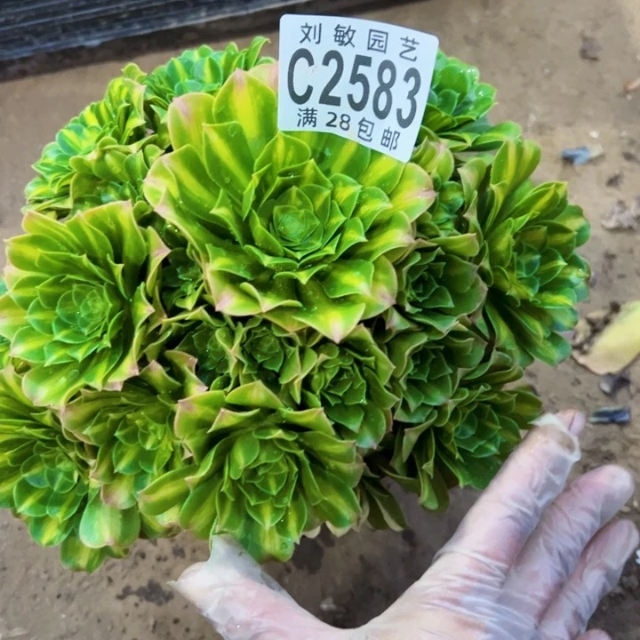 翡翠琉璃多肉植物法师2583