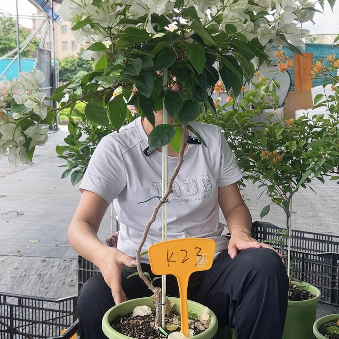 白***兰大部分开放少量花苞K23白狐狸