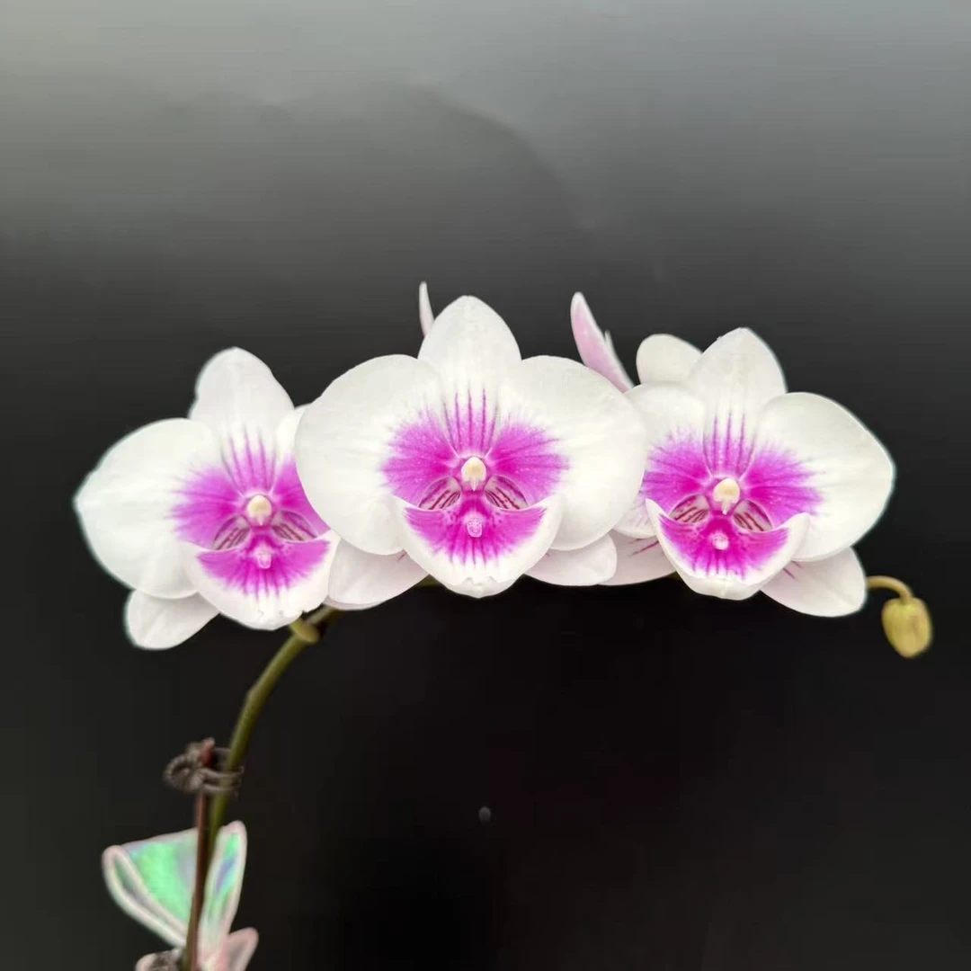 蝴蝶兰《风筝》白色系中花型 独特花色 室内花卉