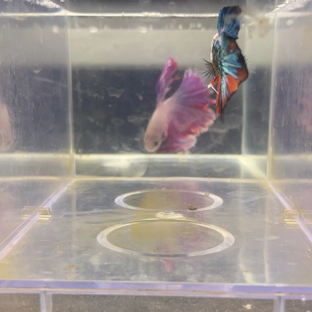 斗鱼可博泰斗083027