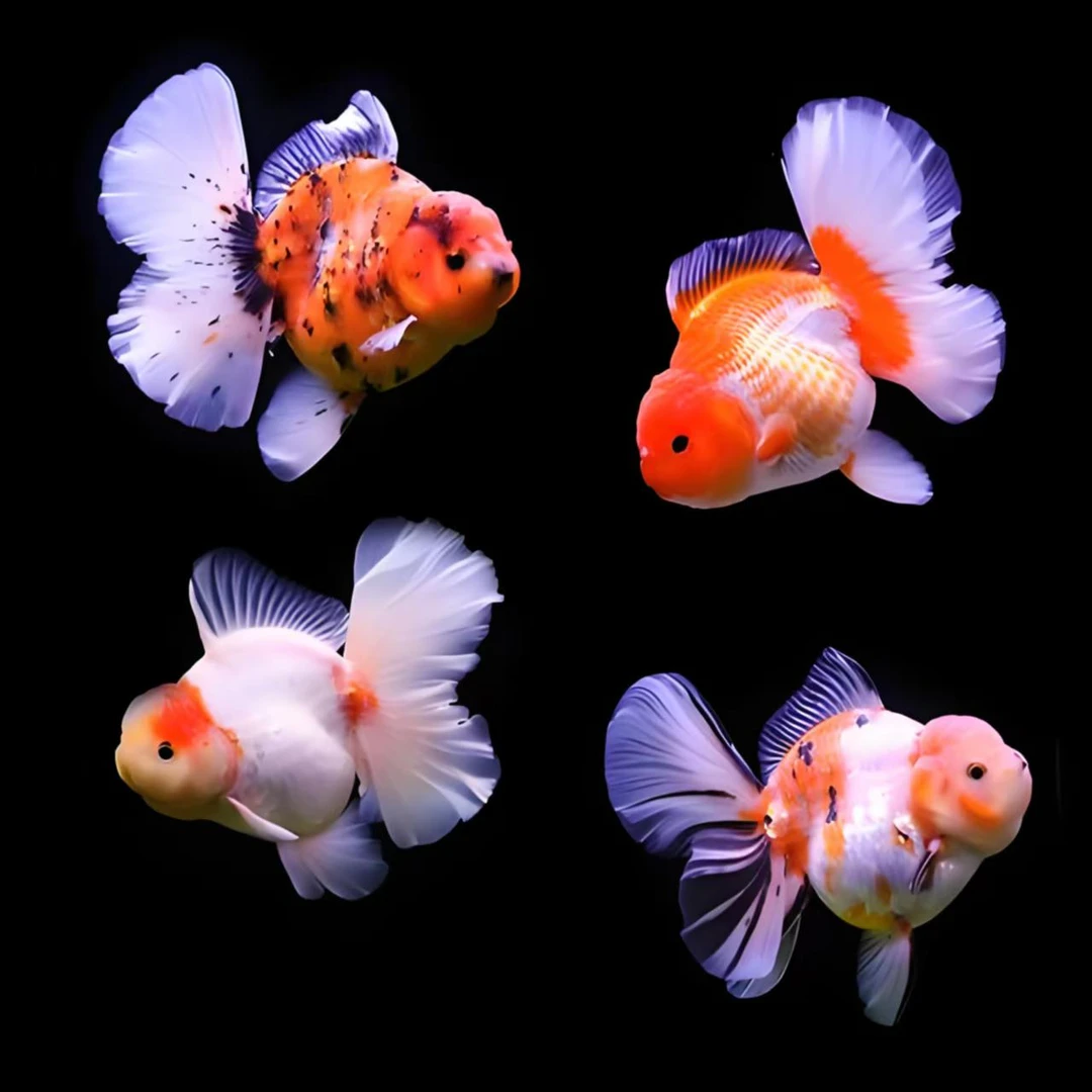 精选 国狮 泰狮 元宝狮（3条包邮 观赏鱼）