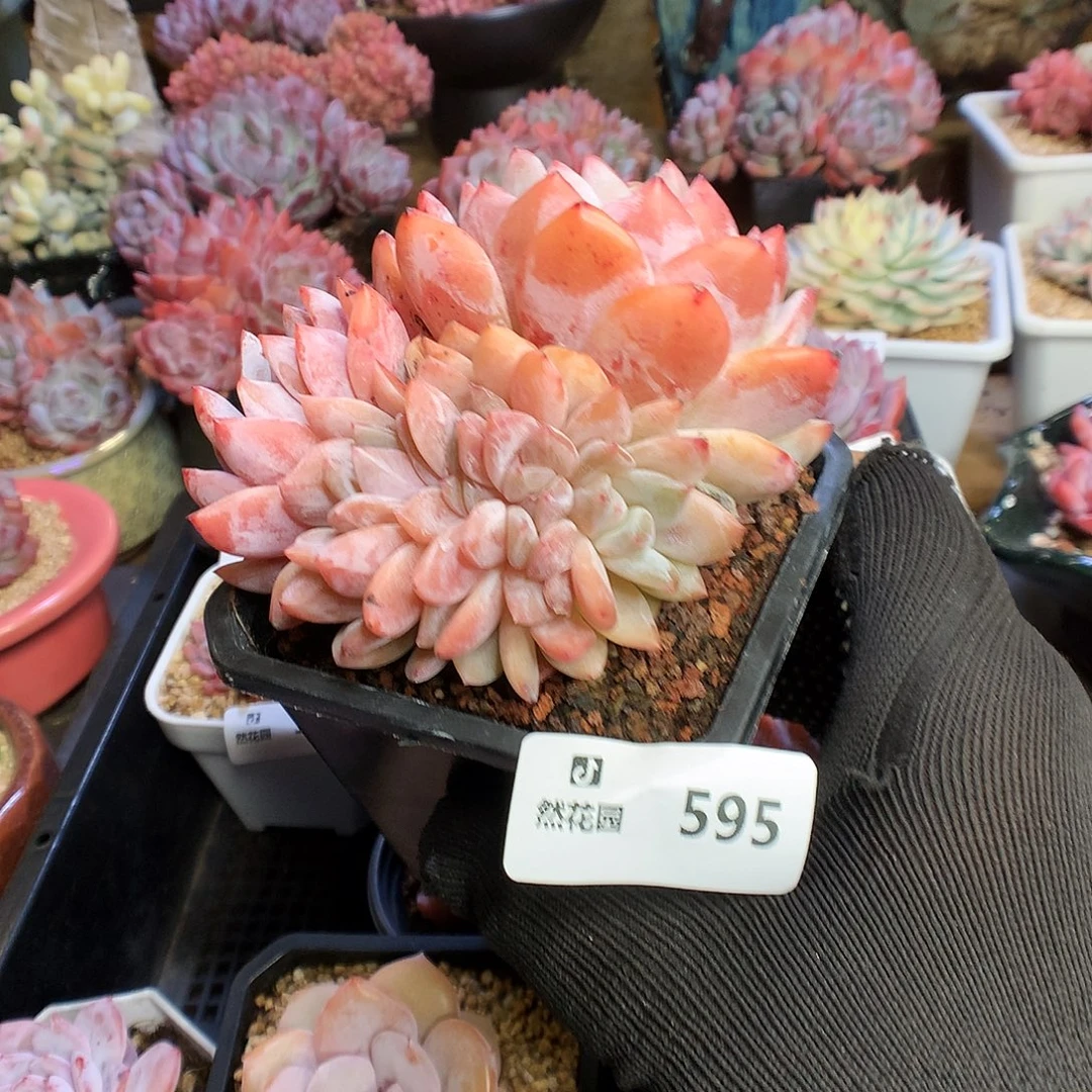 595雪天使多肉植物66666