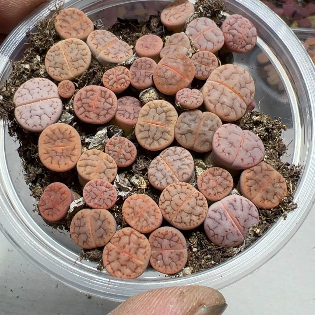 【闪购商品】 1156。