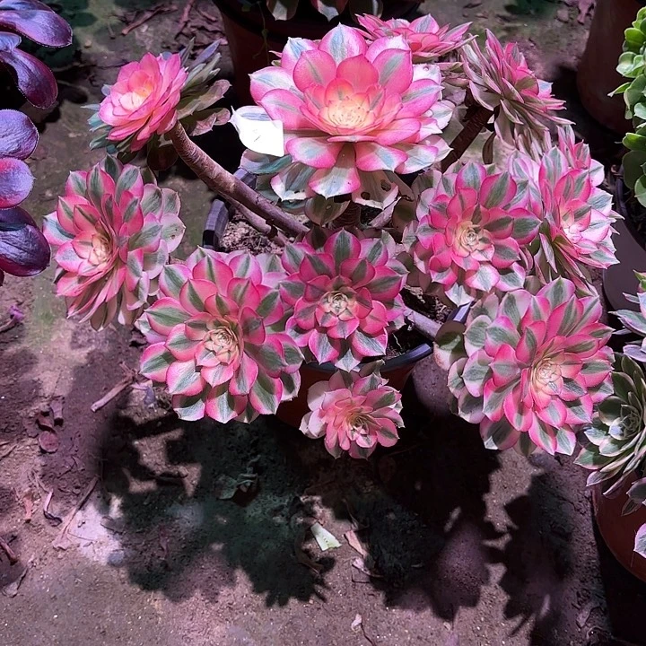 多肉植物倾城0008