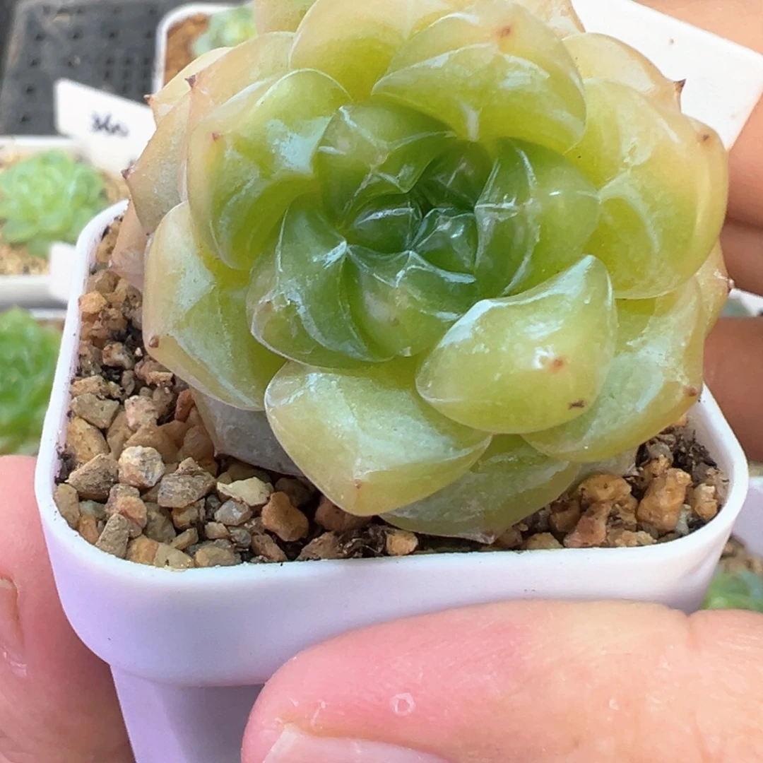 816号美乐蒂晗雨多肉植物