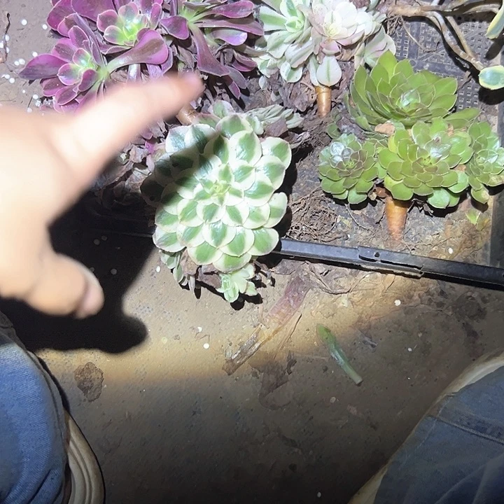 不售后法师组合福利