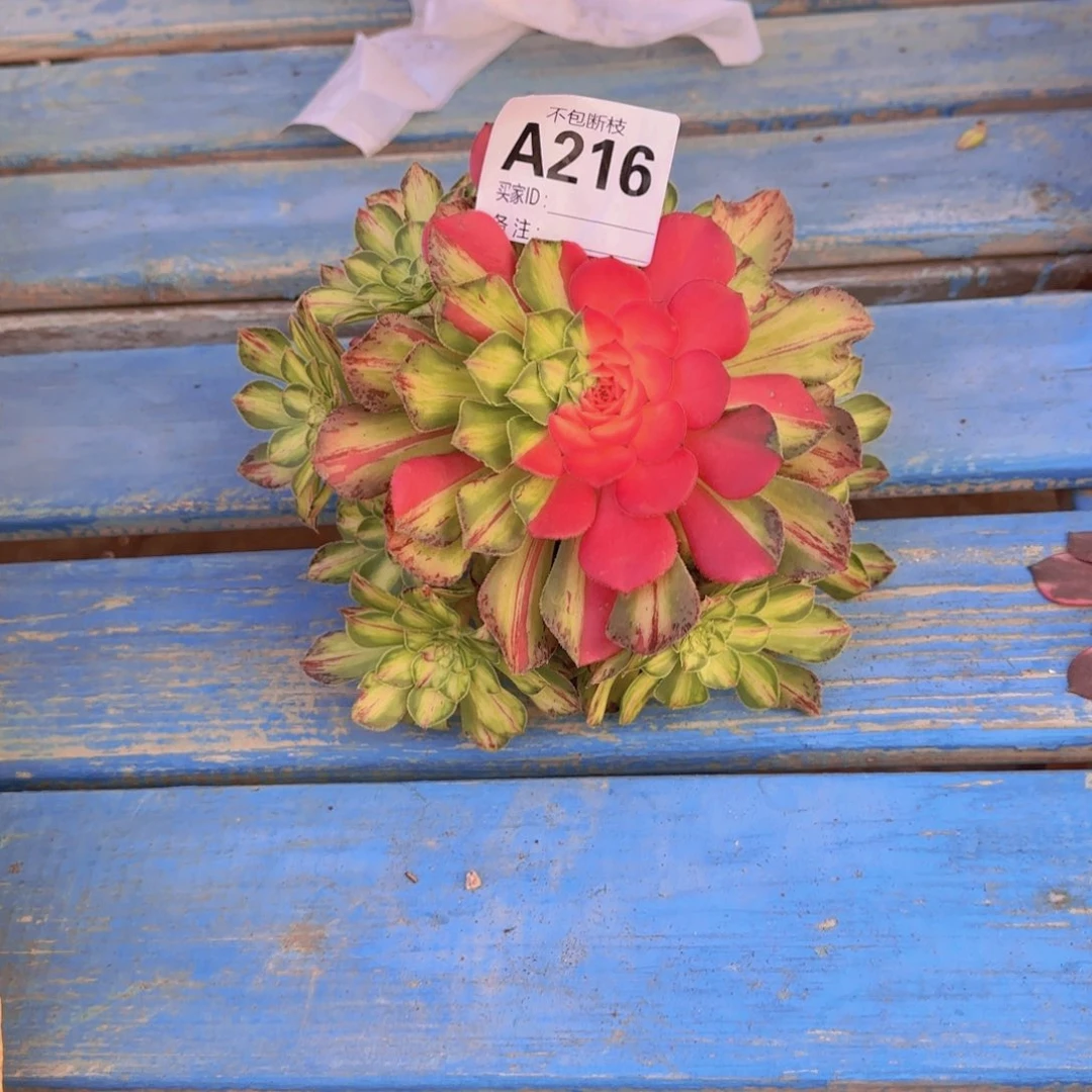 㐓****i精品多肉植物216