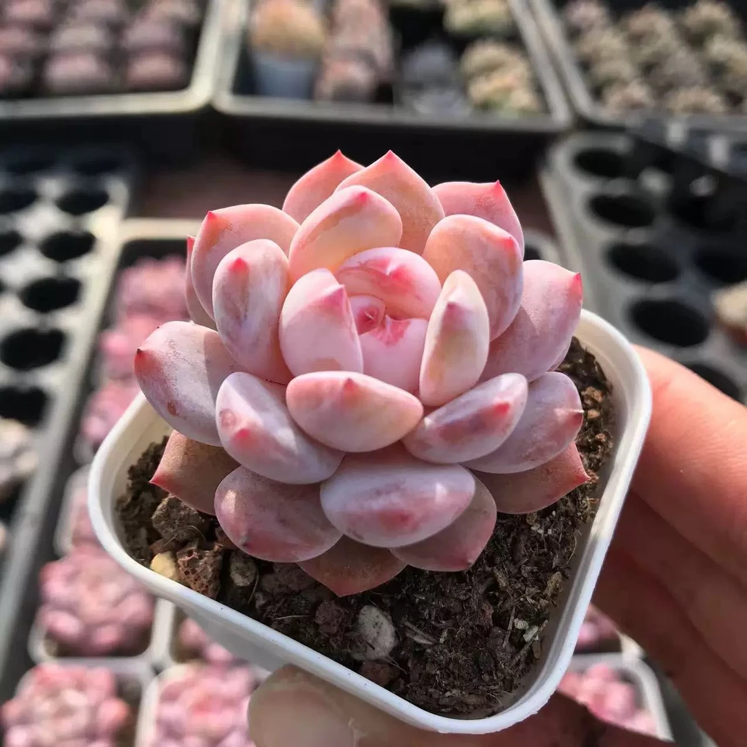 （店铺需要凑单）橙梦露多肉4-5公分左右