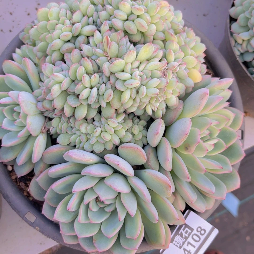 荷花缀04108多肉植物