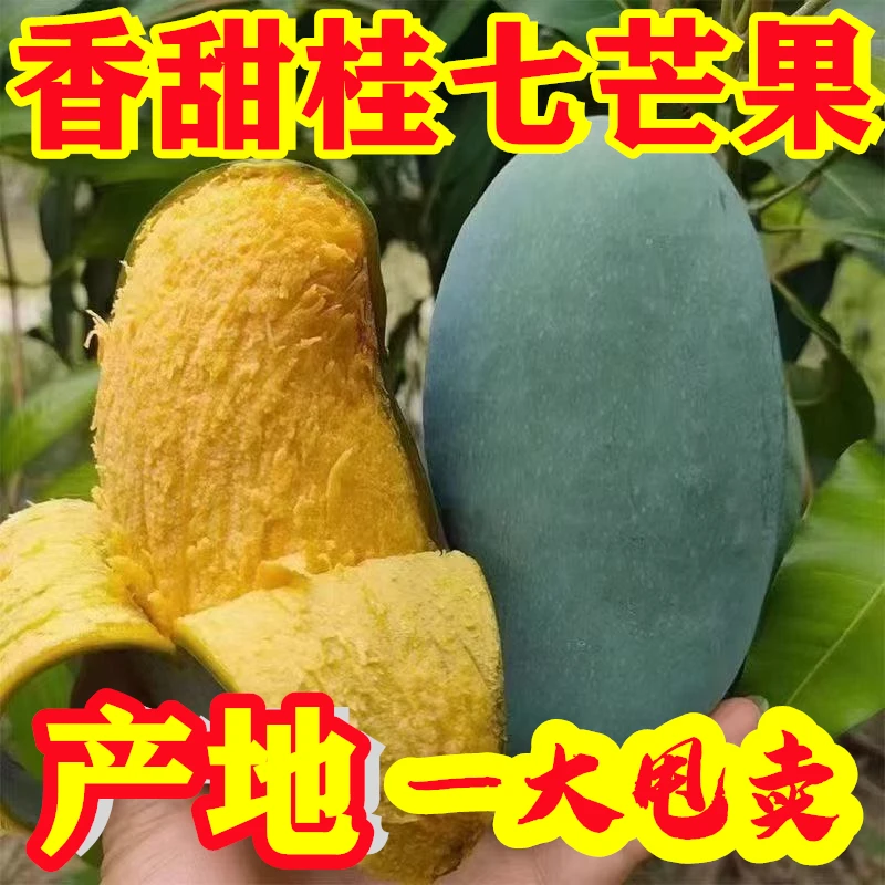买5斤送五斤【田东桂七】正宗广西田东桂七芒果老树花皮鲜应季批发