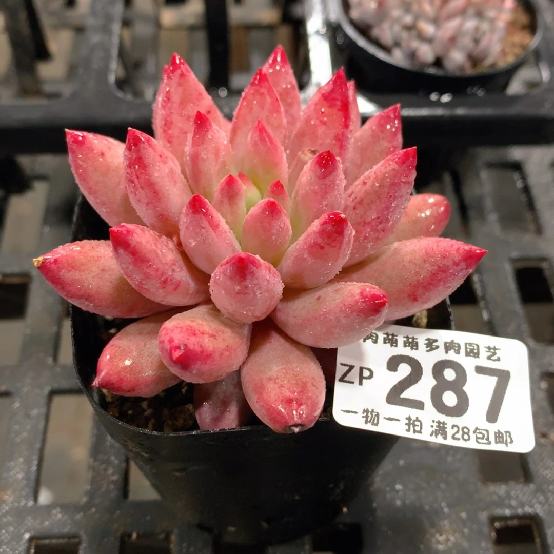 肉萌萌拇指盆精控多肉ZP287