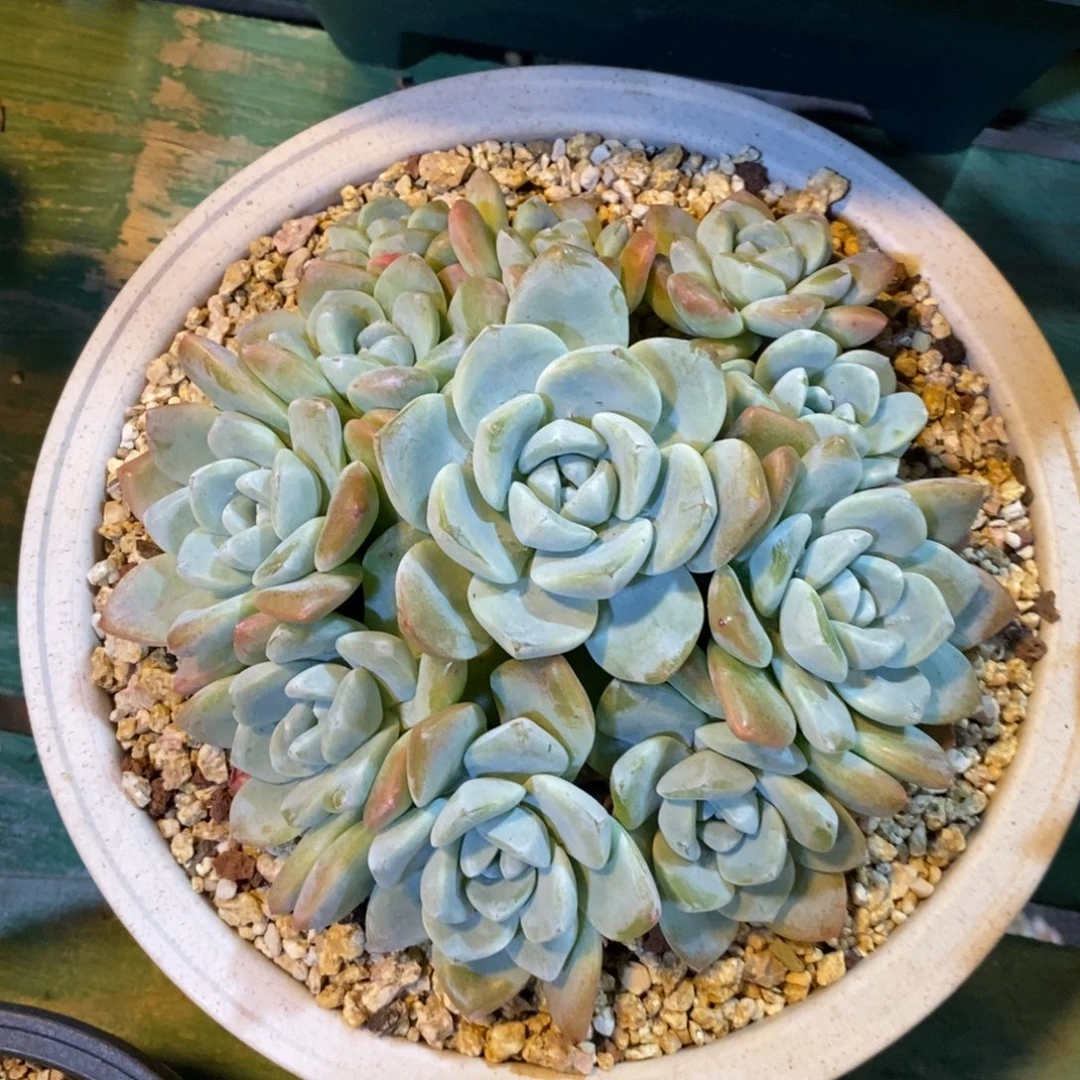 潜力股冰玉，85666556666