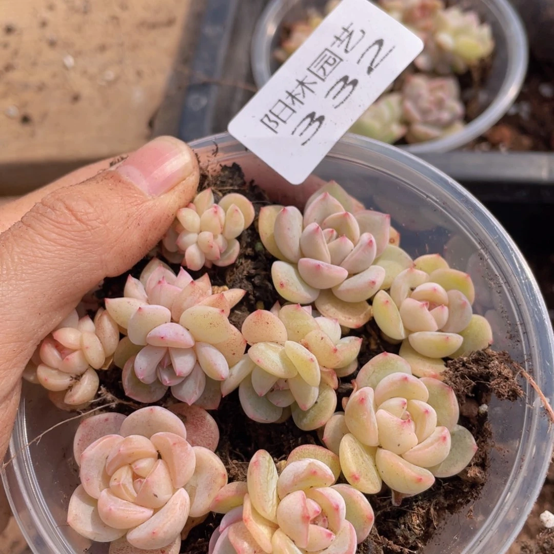 多肉植物多肉植物332