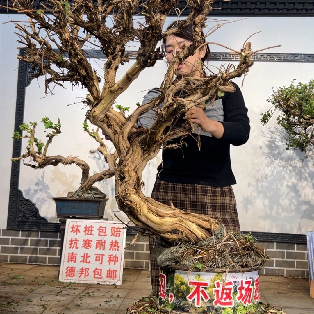 经***典完全开放金银花11114444441222
