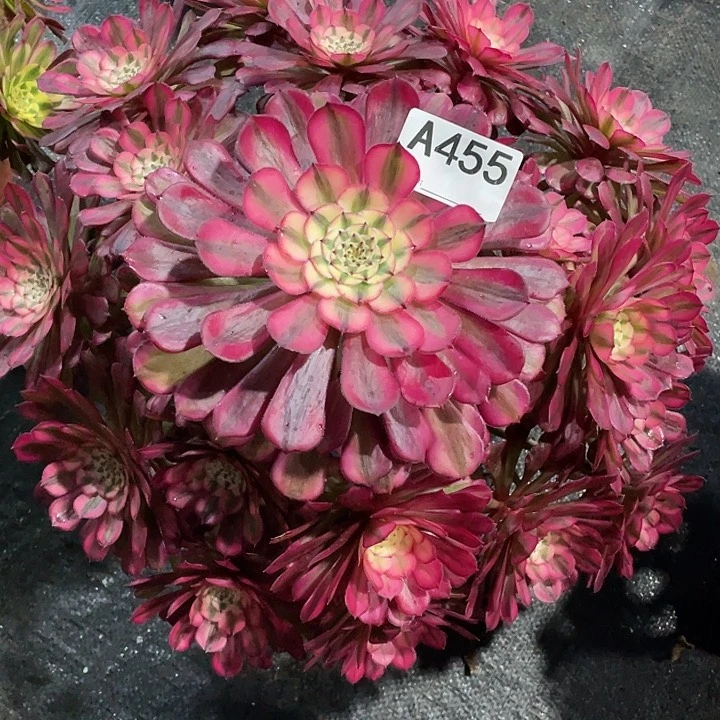 宣*红铜超白多肉法师。  455