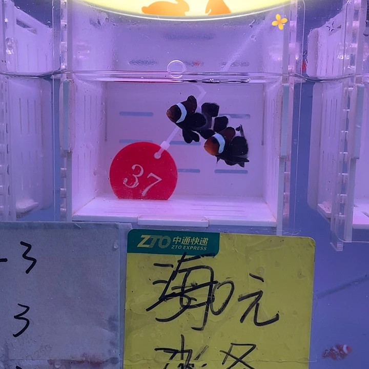 海水鱼短文奥黑礼服一对