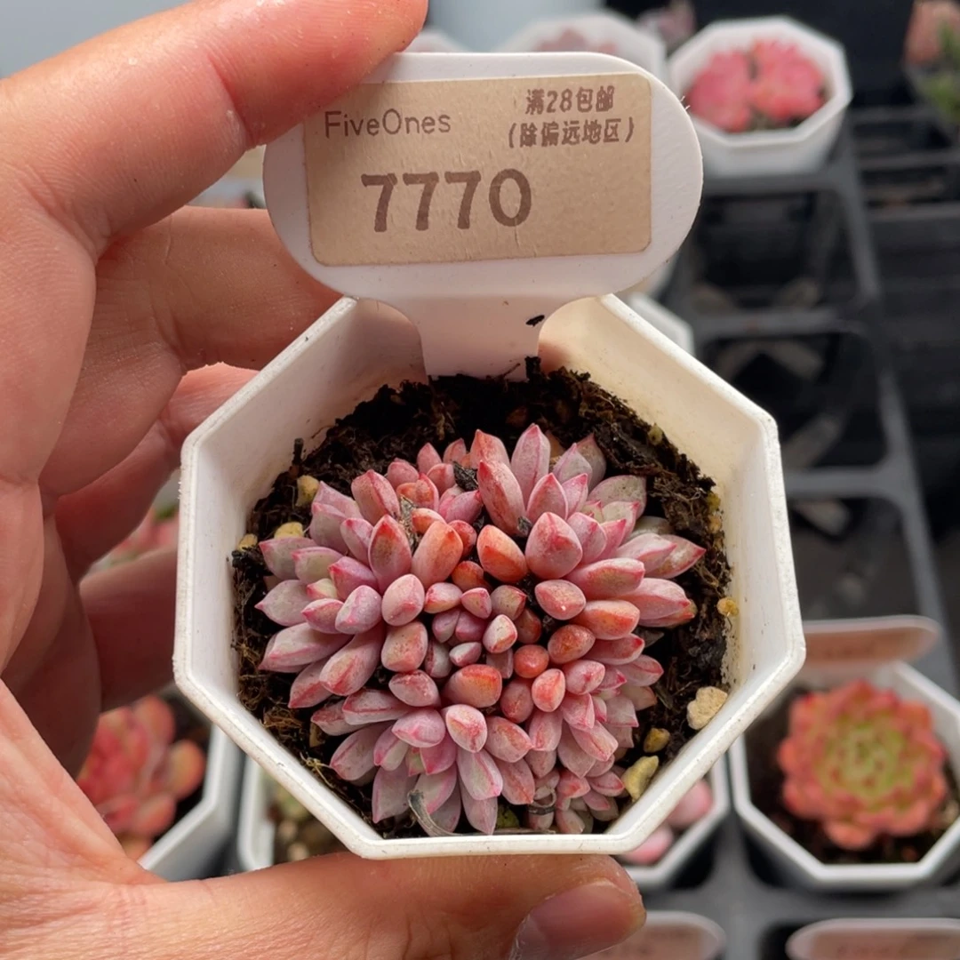 蓝宝石7770-5厘米