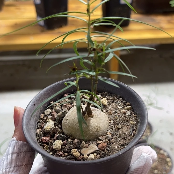 *****汤圆植物润肺草好看