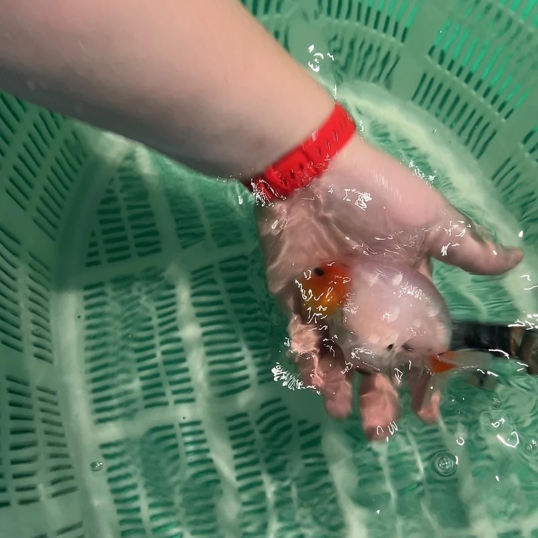 海水鱼木木与兰寿金鱼