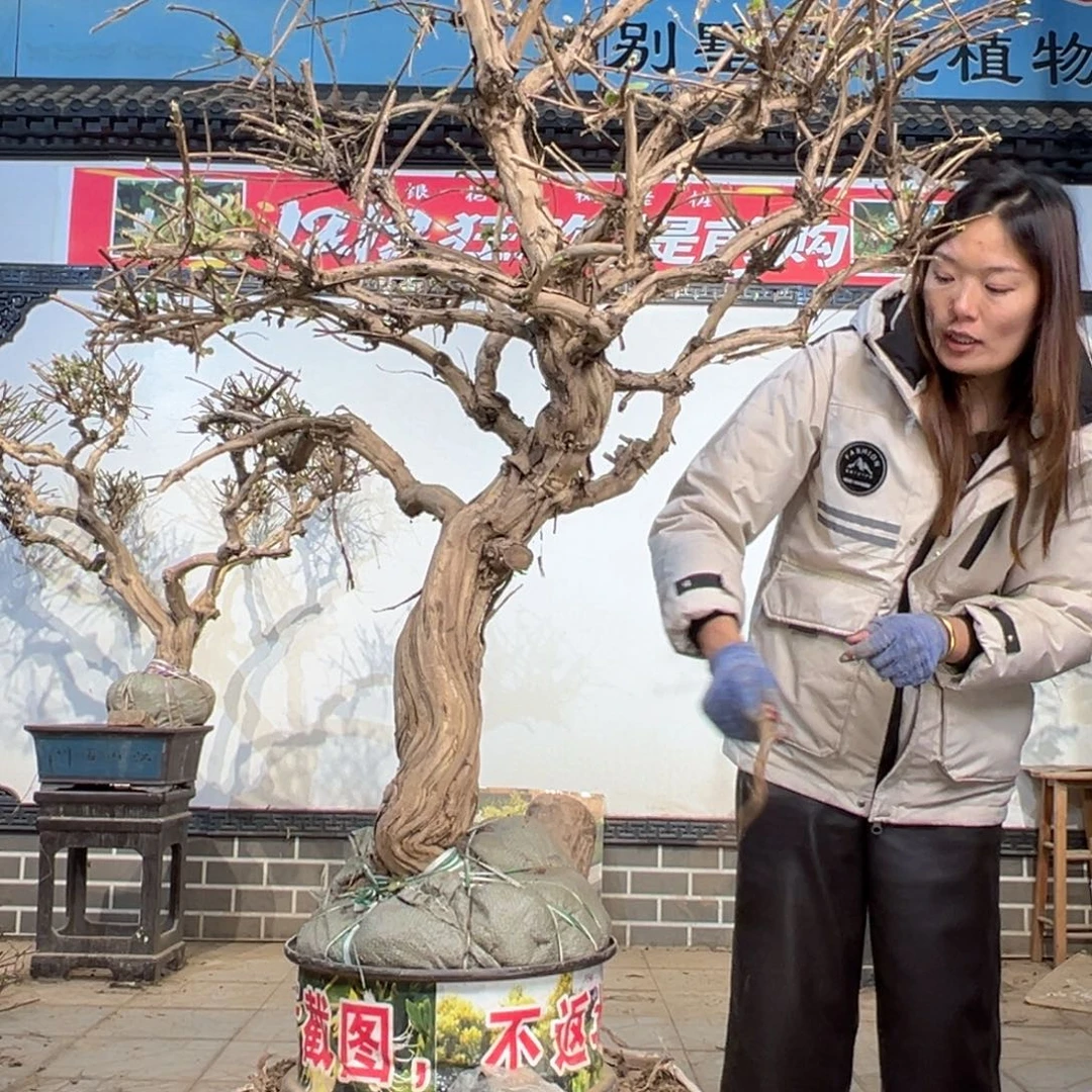 无花朵金银花55555555588888