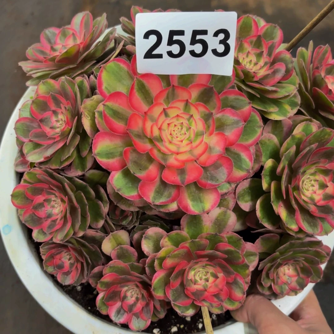 2553多肉植物荔枝