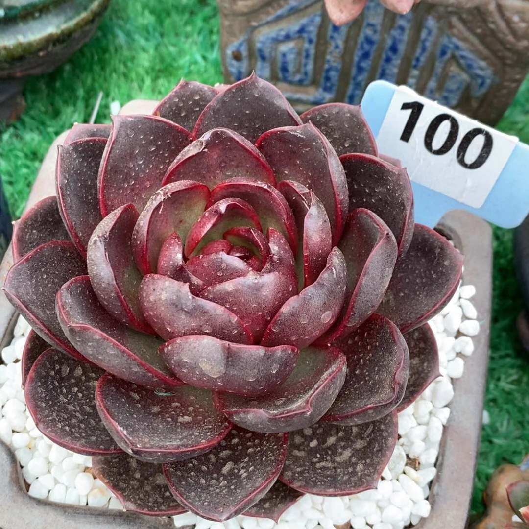 恶魔之眼多肉植物盆栽