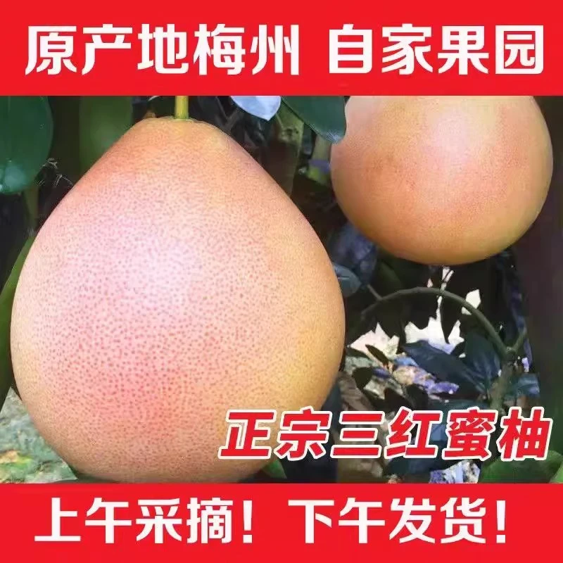 【礼盒】梅州红心柚子广东红肉蜜柚三红孕妇新鲜水果整箱当季大果