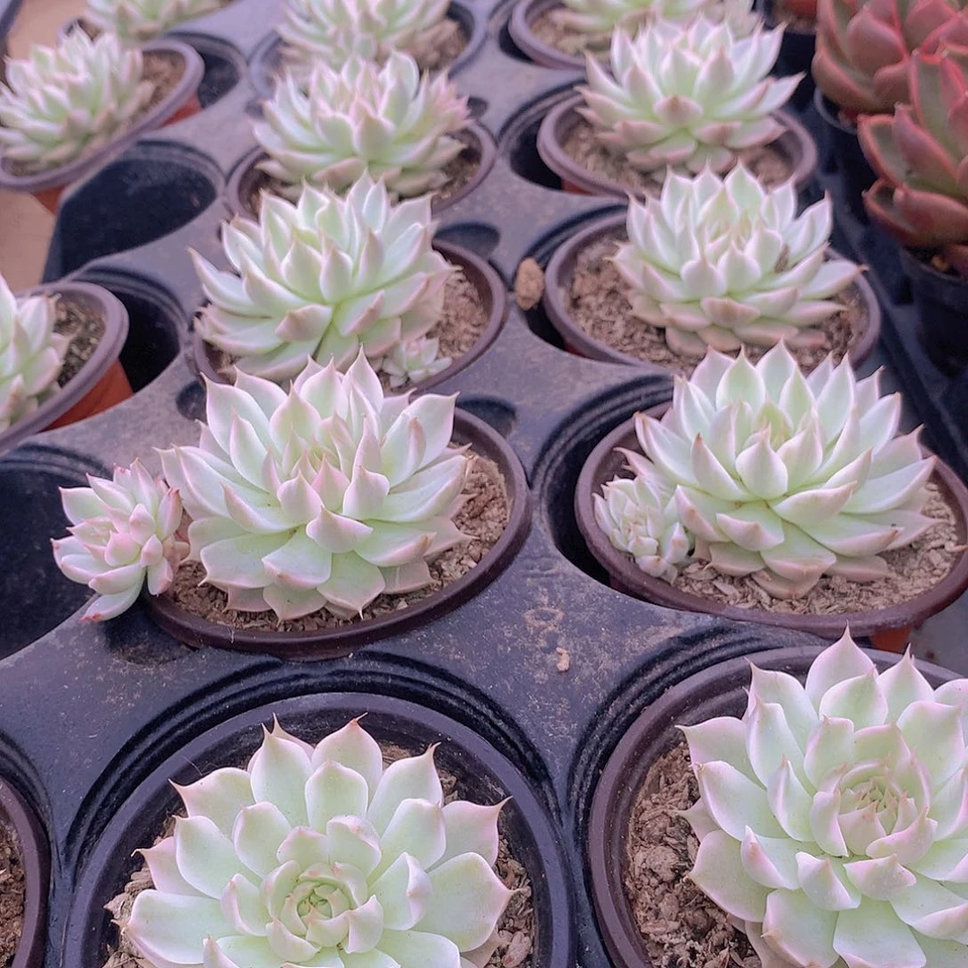 玛格丽特锦2356677888999