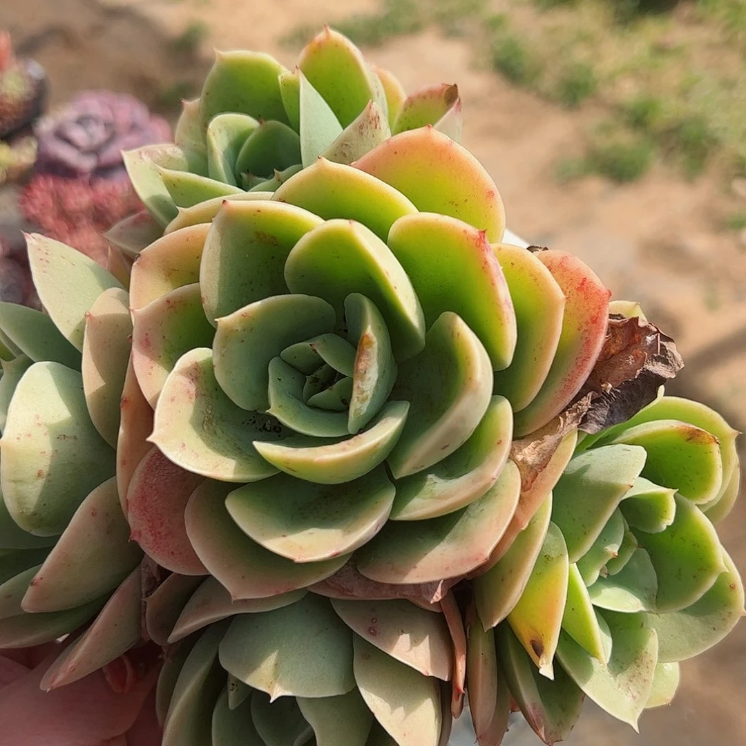 星娜塔三头起大盆